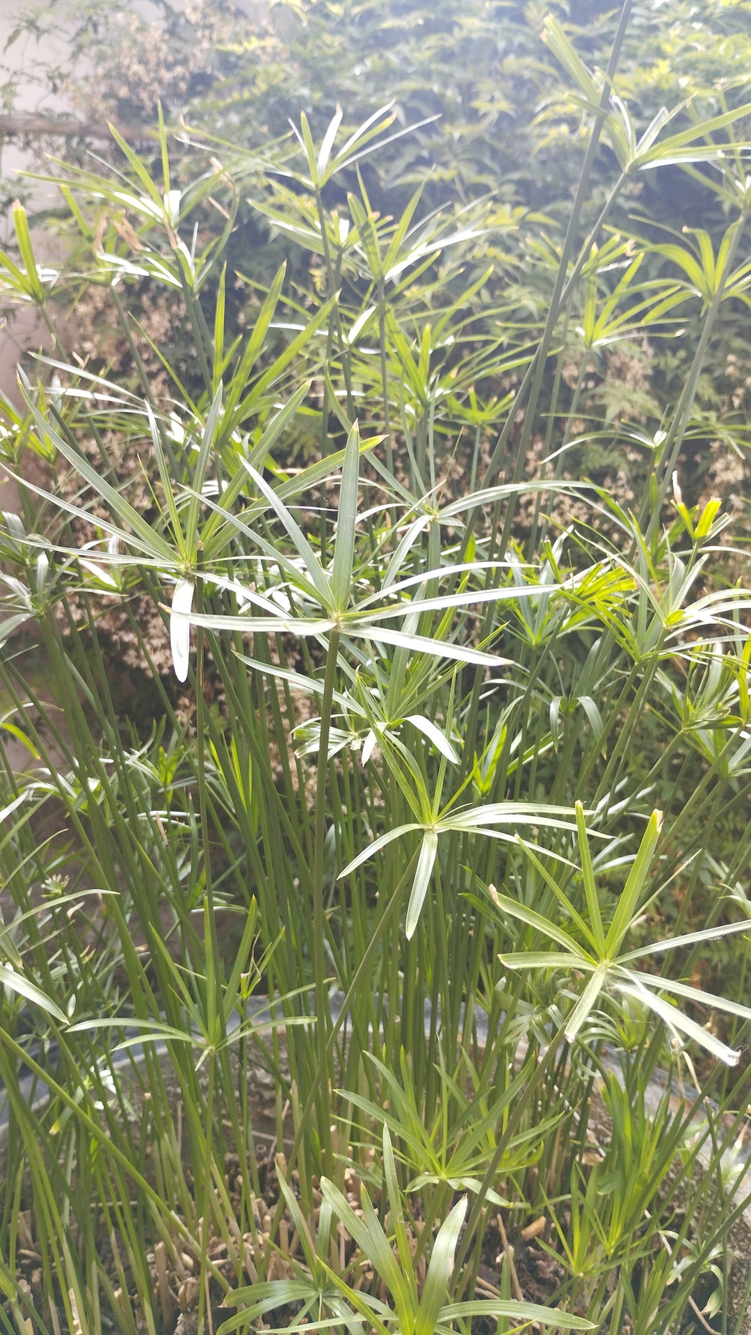 Cyperus Papyrus Ägyptischer Papyrus Lebende Pflanze Etsy.de