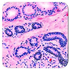 Histology Watercolor Art Coaster Set: Medical Science Gift immagine 10