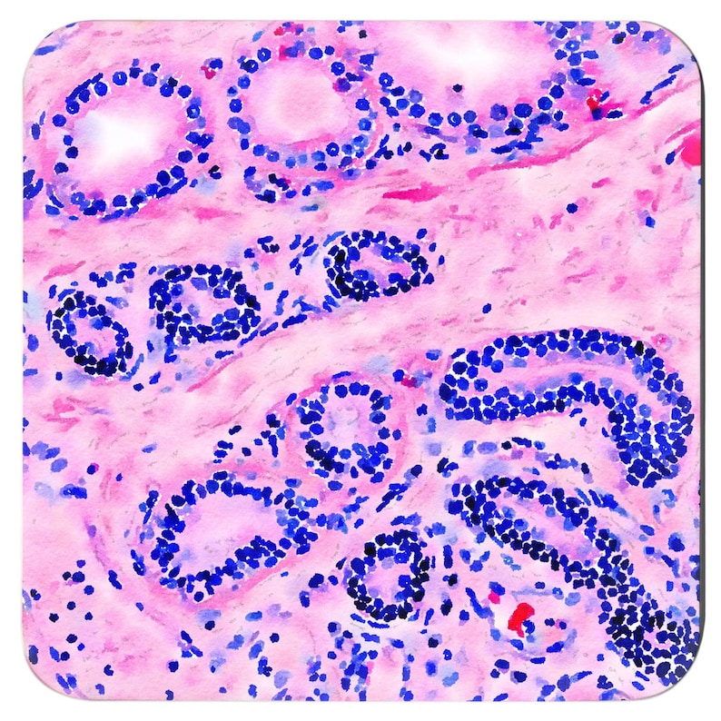Histology Watercolor Art Coaster Set: Medical Science Gift immagine 10