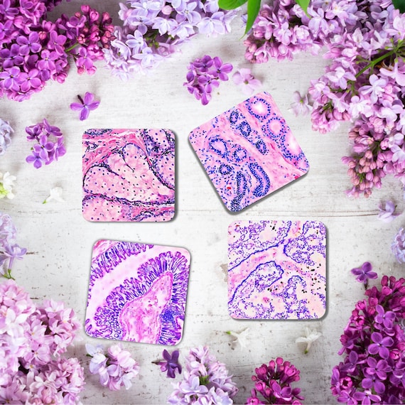 Histology Watercolor Art Coaster Set: Medical Science Gift