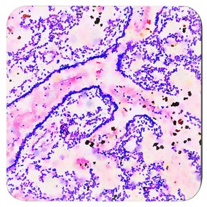 Histology Watercolor Art Coaster Set: Medical Science Gift immagine 9