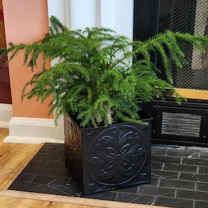 May include: A square, black metal planter with an embossed floral design, holding a vibrant green plant. The planter sits on a dark, tiled surface, with a wooden floor in the foreground. The plant has long, needle-like leaves.