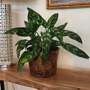 May include: A potted Chinese evergreen plant with dark green and light green patterned leaves. The plant is in a brown ceramic pot with a detailed embossed design. The pot sits on a wooden table. A lamp and a framed painting are in the background.