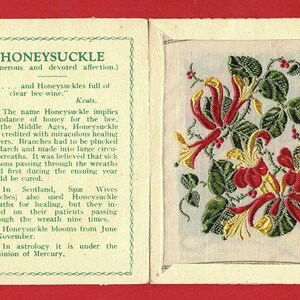 HONEYSUCKLE SILK FLOWERS-kaart - echte Kensitas-bloemen uit 1934 in originele map - uitgave sigarettentabakskaart 5 x 7 cm - Wix & Son (VY05)