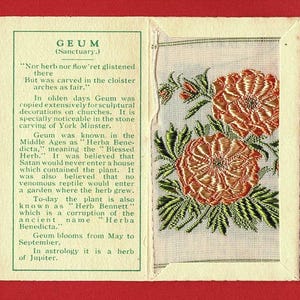 GEUM SILK FLOWER Card - Genuine 1934 Kensitas Flowers in Original Folder - 3.5cm x 6.5cm Cigarette Tobacco Card Issue - J.Wix & Sons (WJ01)