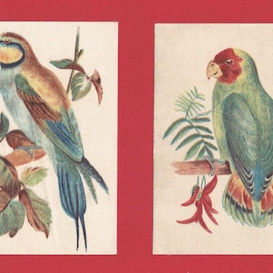 2 TARJETAS DE TABACO DE SEDA - Aves inglesas y extranjeras - Agapornis de cabeza roja y Abejaruco - Edición original de cigarrillos de 1915 (VR03)
