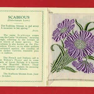 SCABIOUS SILK FLOWERS-kaart - Originele Kensitas-bloemen 1934 in originele map - 5 x 7 cm sigarettentabakkaartuitgifte - J.Wix & Sons (VY05)