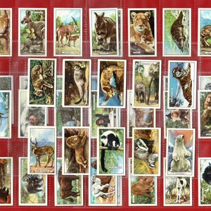 WILD ANIMALS - Genuine 1937 Colourful Cigarette Tobacco Card Set - Gallaher Ltd - Tiger. Elephant. Lion. Apes. Puma. Llama. Leopard. (OS01)