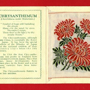 Tarjeta de flores de seda de crisantemo - Flores Kensitas originales de 1934 en su carpeta original - Tarjeta de tabaco de cigarrillos de 5 cm x 7 cm - J.Wix (VY05)