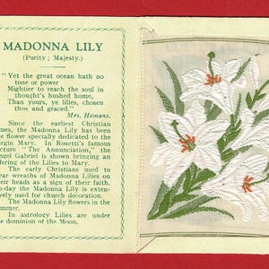 MADONNA LILY SILK Flowers Card - Echte Kensitas-bloemen uit 1934 in originele map - 5 x 7 cm sigarettentabakkaartnummer - J. Wix (VY05)