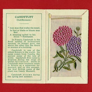 CANDYTUFT SILK FLOWER-kaart - Originele Kensitas-bloemen uit 1934 in originele map - uitgave British Sigarette Tobacco Card - J.Wix & Sons (XC01)
