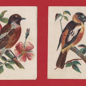 2 x SILK TOBACCO CARDS - English & Foreign Birds - Stone Chat and Hang-Nest Oriole - Original 1915 Cigarette Issue (VR03)