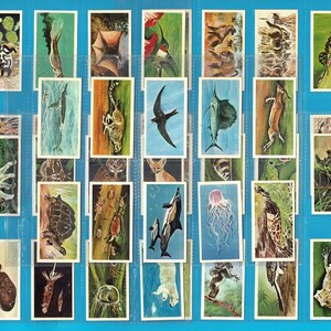 May include: A collection of rectangular vintage trading cards arranged in a grid on a blue background, each featuring a detailed colour illustration of a different animal, including mammals, birds, fish, insects, and marine life in various habitats.