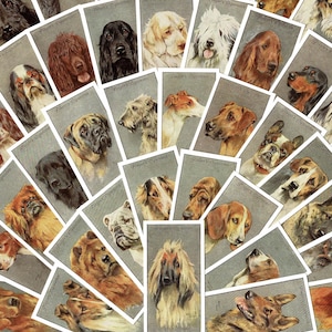 HONDENLIEFHEBBERS! - Kaartenset 'Dog's Heads' - 50 kaarten - Reprint Players Cigarette Tobacco-kaartenset, terriërs. Honden. Buldog. Beagles. (UV06)