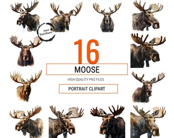 Majestic Moose Portrait Clipart Bundle | 16 Realistic Wildlife Illustrations | Ideal for Nature-Inspired Art & Educational Use