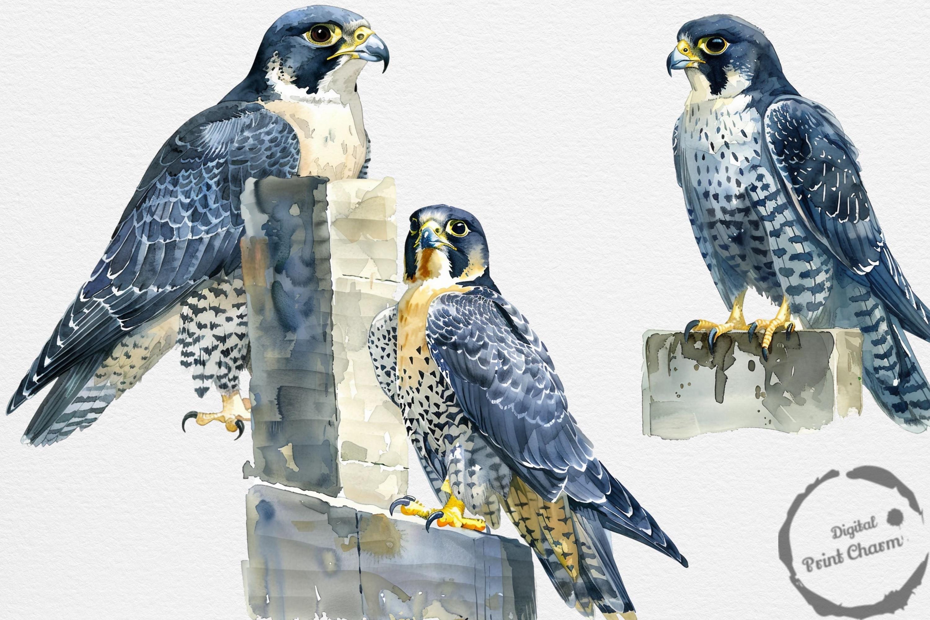 水彩画のハヤブサのクリップアート | 20枚のデジタルダウンロード鳥