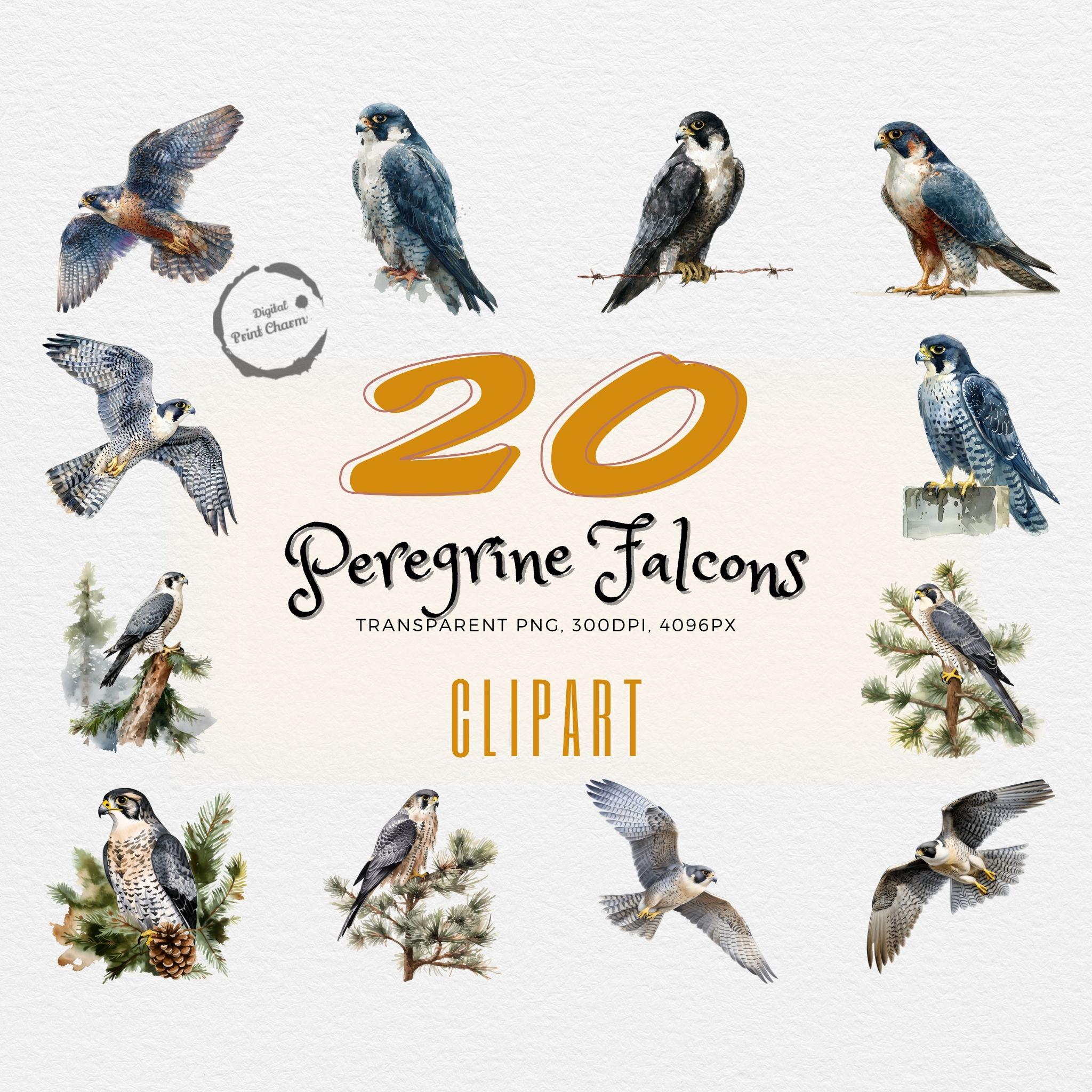 水彩画のハヤブサのクリップアート | 20枚のデジタルダウンロード鳥