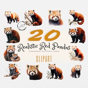 Roter Panda Aquarell | 20 Digitaldrucke im Set Realistische Clipart Kunst | DIY Projekte | Wildtiere Kunst | Für Scrapbooking | Kommerzielle Nutzung