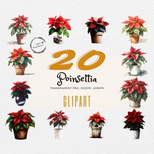 Esclusivo pacchetto di 20 splendide illustrazioni clipart di Poinsettia / Collezione di arte floreale natalizia imperdibile / Regalo perfetto / Uso commerciale