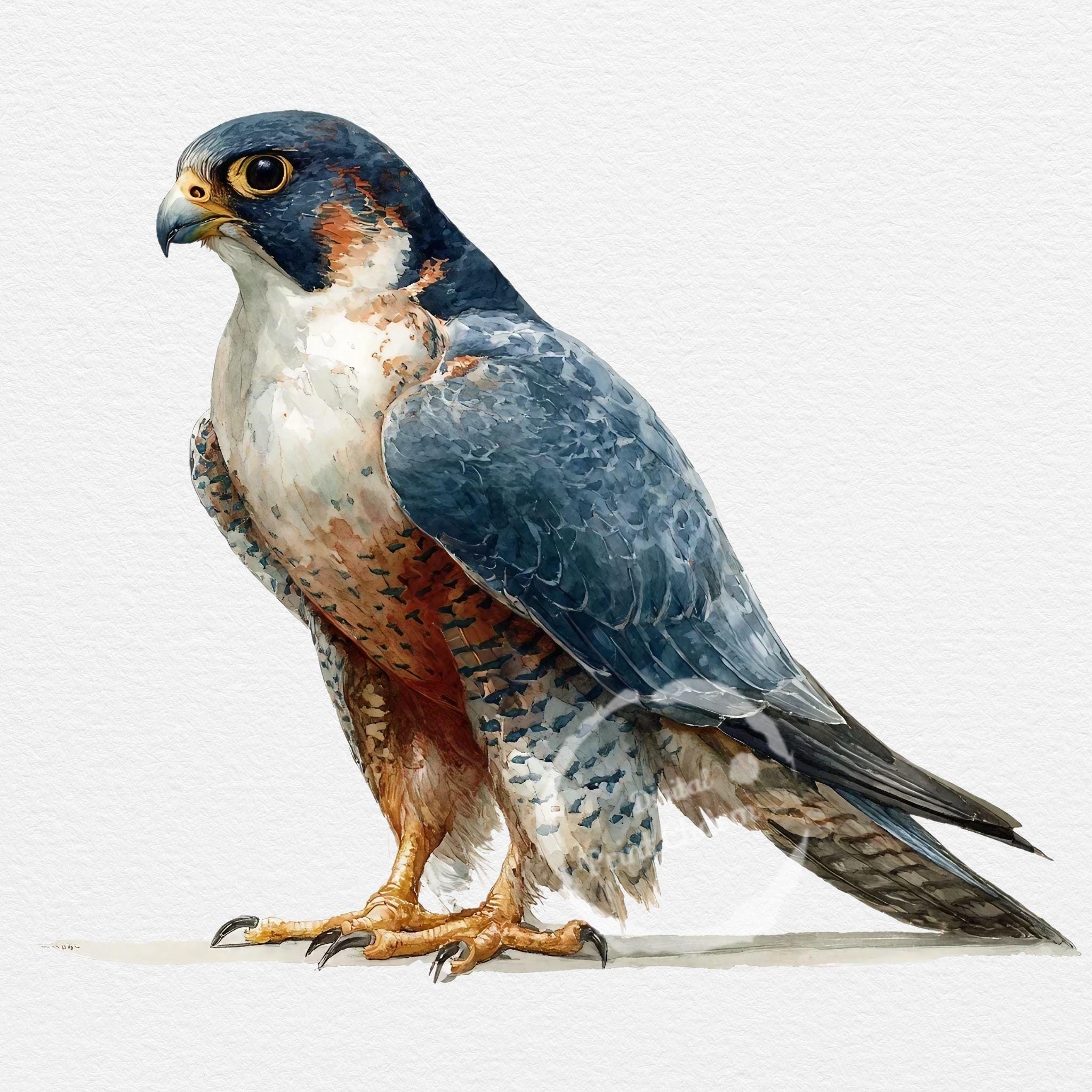 Anton Znaniecki ハヤブサ Falcon 絵画 Anton Znaniecki ハヤブサ Falcon 絵画 Anton Znaniecki ハヤブサ