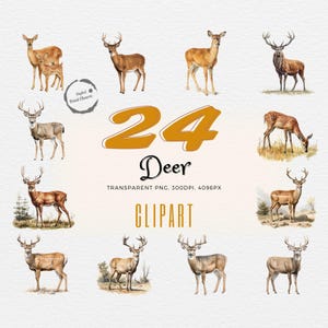24 Clipart di cervi realistici ad acquerello da scaricare digitalmente / Raccolta di Clipart di cervi per planner, adesivi, biglietti, inviti e altro ancora
