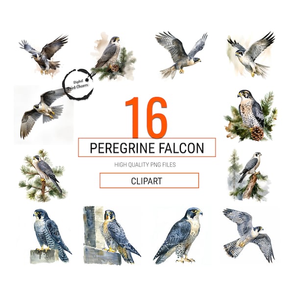 Watercolor Peregrine Falcon Clipart | 16 Digital Download Bird Images | Falconry Art | Wildlife Illustration | PNG Files | Transparent PNG