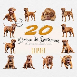 Unieke Bordeauxrode aquarellen | Realistische Franse Mastiff-illustraties | Perfect voor doe-het-zelvers | Hondenliefhebbersdroom | Trendy kunstbundel