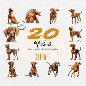 Exquisites Vizsla Aquarell Clipart Bundle | 20 realistische Hundeillustrationen | Ideal für Kunstprojekte & Hundeliebhaber | Transparentes PNG