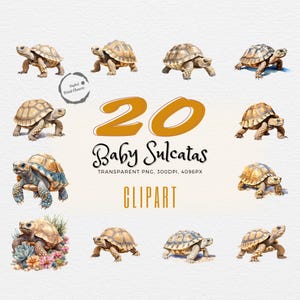 20 Baby Sulcata Tortoise Cliparts | Watercolor Digital Prints for Crafting | Great for Invitations, Apparel, Wall Art, Journals & Planners