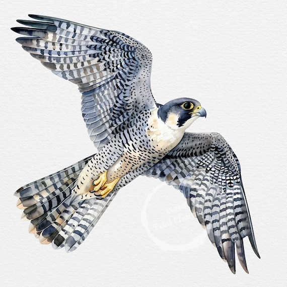 水彩画のハヤブサのクリップアート | 20枚のデジタルダウンロード鳥