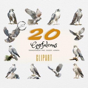 Impresionante paquete de imágenes prediseñadas de acuarela de gerifalte / 20 ilustraciones realistas de aves rapaces / Ideal para proyectos artísticos y de naturaleza / Transparente