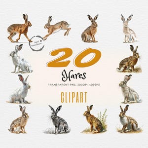 Ensemble de cliparts lièvre inspiré de la nature | 20 illustrations réalistes de lapin | Art animalier | Téléchargement numérique | Fichiers PNG transparents