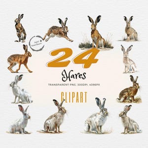 Nature Inspired Hare Clipart Set | 24 Realistic Rabbit Illustrations | Wildlife Art | Digital Download | Transparent PNG files