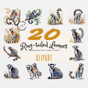 Exotischer Lemur Clipart Bundle | 20 realistische Aquarell Illustrationen | Perfekte Geschenkideen | Sofortdownload | Kommerzielle Nutzung