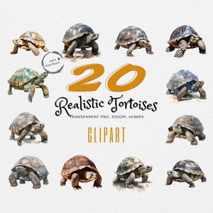 Realistic Tortoise Clipart | 20 Watercolor Digital Prints | Instant Download | Charming Animal Art | Perfect for Craft Projects & Decor