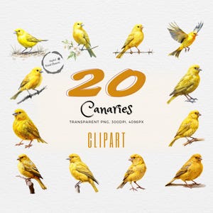 Canary Watercolor Clipart | Bundle of 20 Realistic Paintings | For Crafts, Apparel, Journals | Add Sunshine to Your Creative Projects!