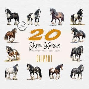 Majestic Shire Horses | 20 Realistic Clipart | Perfect Gift for Horse Lovers | Draft Horse Art | Equine Art | Commercial Use | Transparent