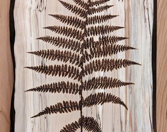 Forest Fern Wall Art, Original Hand Burned Art, Pyrography on Rustic Live Edge Spalted Maple Wood.