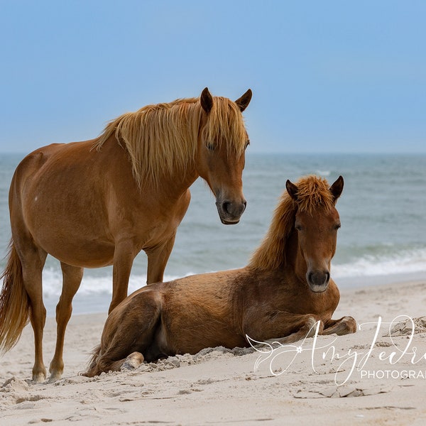 Wild Horse Photography, Assateague Island, Wild Horse Beach Print, Horse Gift Print, Horse Lover Gift, Horse Metal Print, Horse Canvas Print