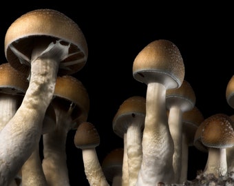 Magic From Nature | Shrooms |