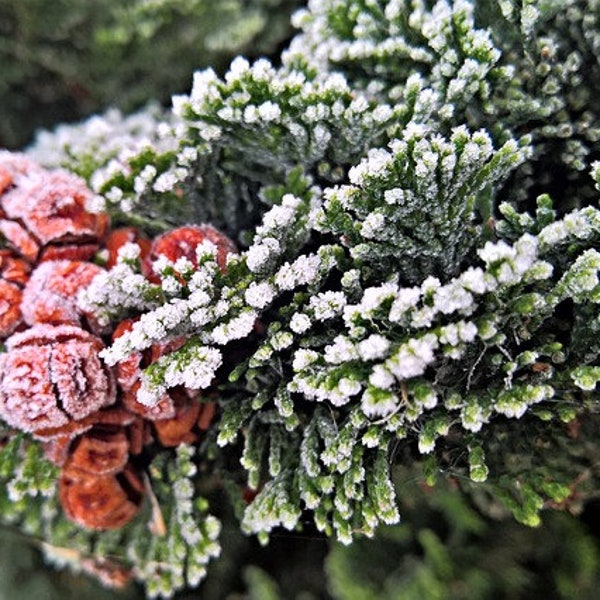 Frosted Juniper