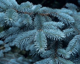 Fresh Blue Spruce