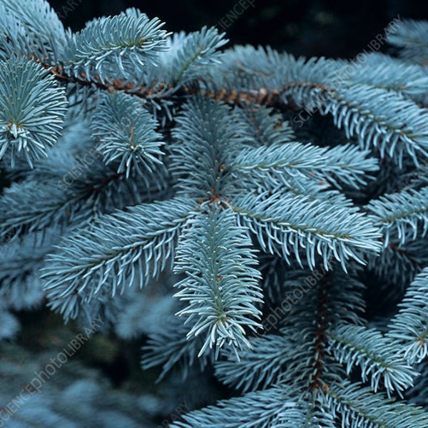 Fresh Blue Spruce