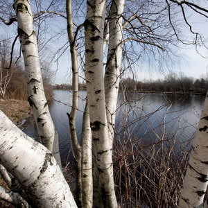 White Birch Bark