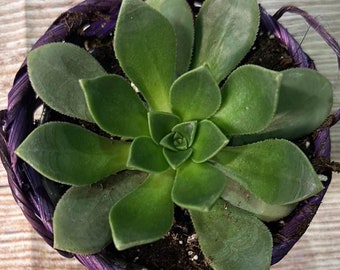 Succulent Basket