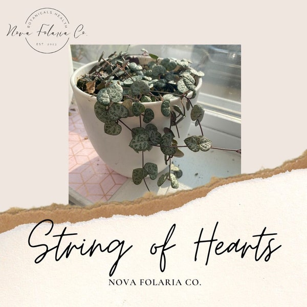 Live 'String of Hearts' (SOH) Plant Cutting - Ceropegia woodii