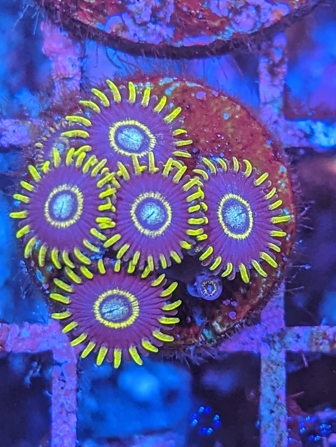 WYSIWYG Blue Zoanthids Etsy