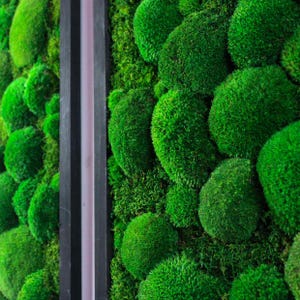 Peut inclure: Gros plan sur un mur de mousse verte avec un cadre noir vertical divisant le mur en deux. La mousse est dispos&eacute;e dans une vari&eacute;t&eacute; de formes et de tailles, cr&eacute;ant un aspect textur&eacute; et naturel.