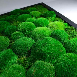 Peut inclure: Une &oelig;uvre d'art murale en mousse encadr&eacute;e avec un design en mousse verte textur&eacute;e. La mousse est dispos&eacute;e en un motif circulaire, cr&eacute;ant un aspect unique et naturel.