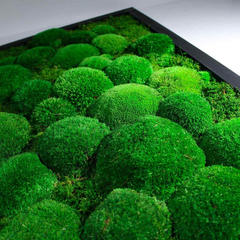 Peut inclure: Une &oelig;uvre d'art murale en mousse encadr&eacute;e avec un design en mousse verte textur&eacute;e. La mousse est dispos&eacute;e en un motif circulaire, cr&eacute;ant un aspect unique et naturel.
